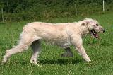 BOUVIER DES ARDENNES 378